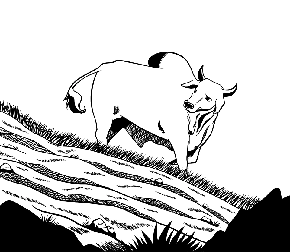 Livro O Causo do Boi Branco - Ilustração 2