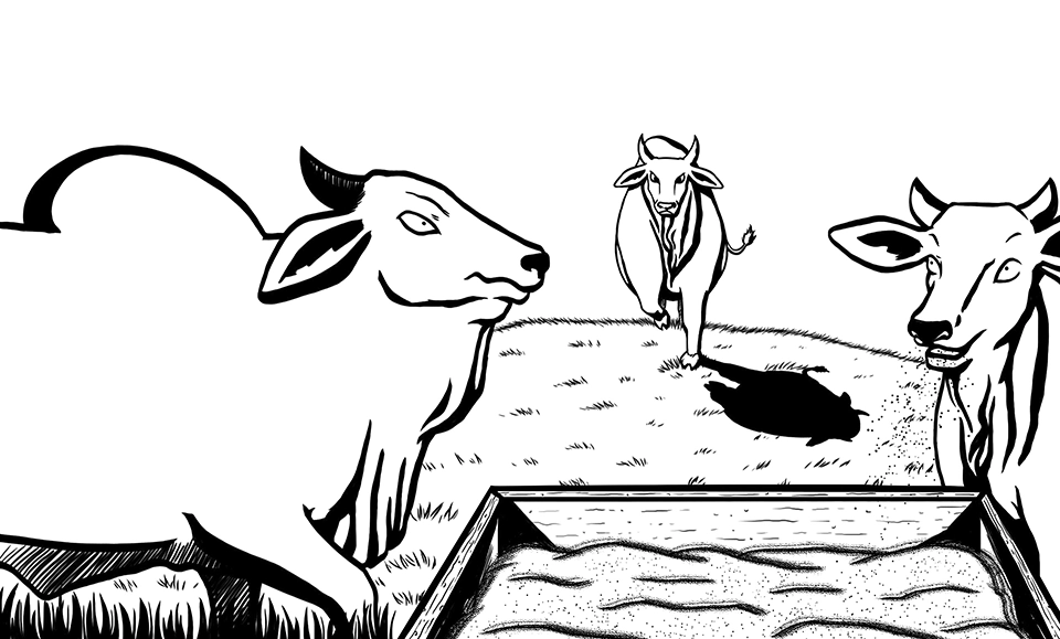 Livro O Causo do Boi Branco - Ilustração 9