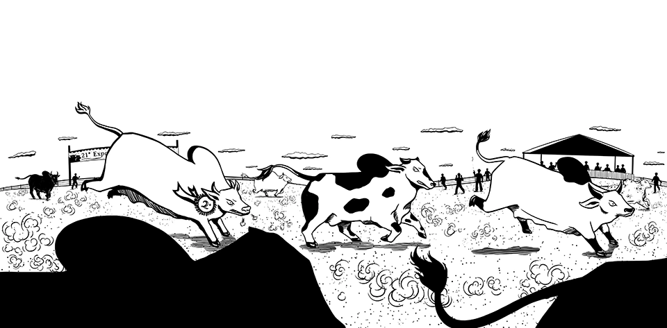 Livro O Causo do Boi Branco - Ilustração 10